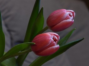  Tulip twigs